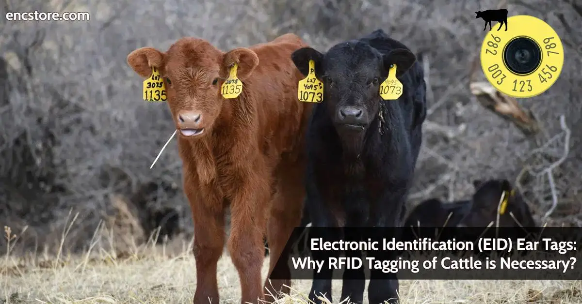 Electronic Identification (EID) Ear Tags: Why RFID Tagging of Cattle is Necessary?